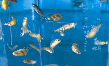 pesci zebrafish